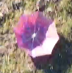 Cropped Image